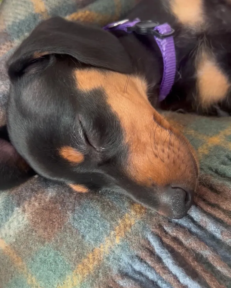 Our black and tan dachshund puppy fast asleep on a checked blanket