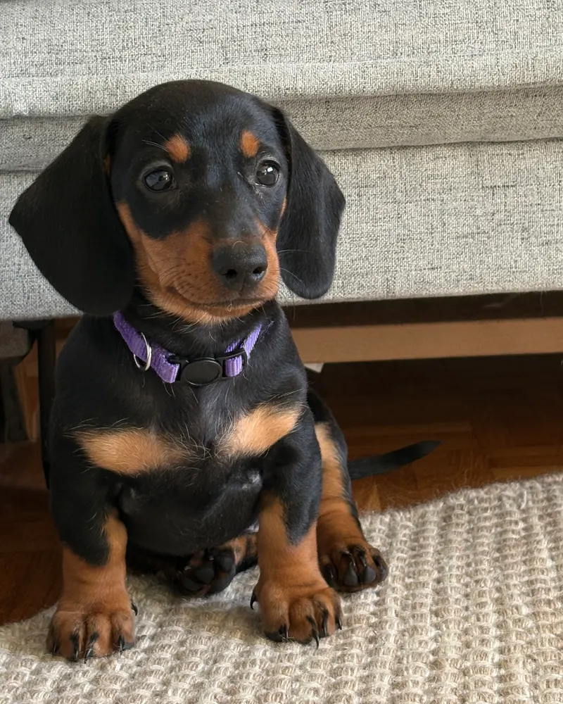 Our puppy at nine weeks